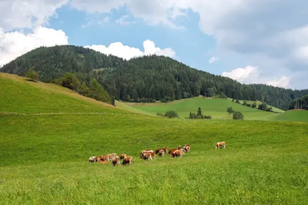 Große Weidefläche mit Kühen