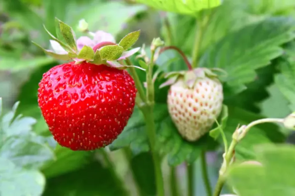 Erdbeeren-strauch-anbauen.
