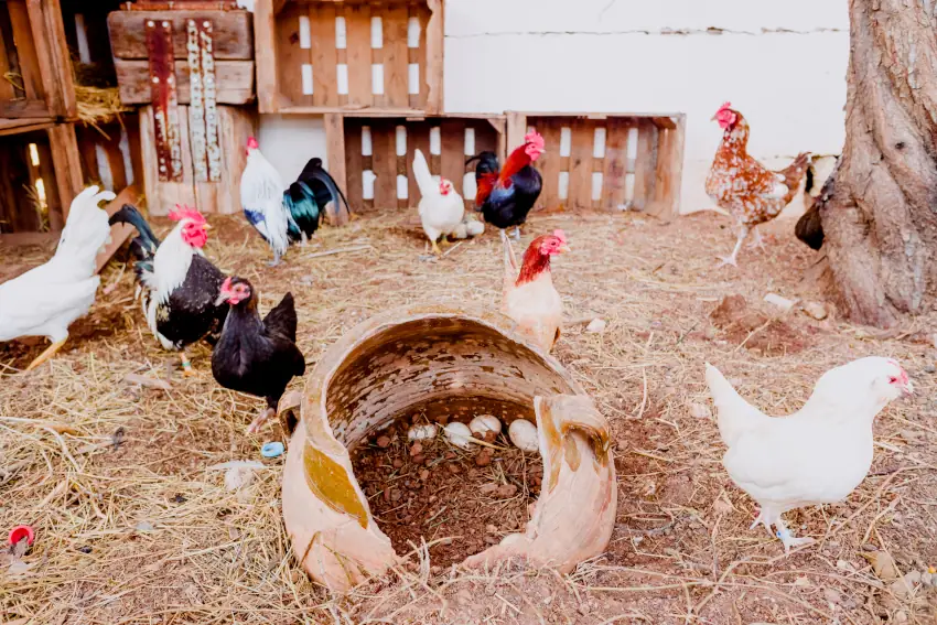 Viele Hühner im Stall Freilauf und Stroh am Boden