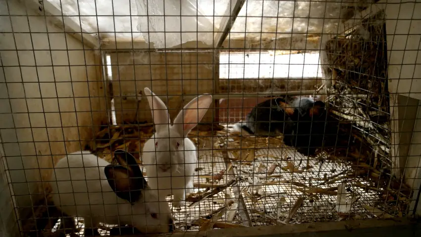 Kaninchen Haltung im Käfig zur Krisenvorsorge