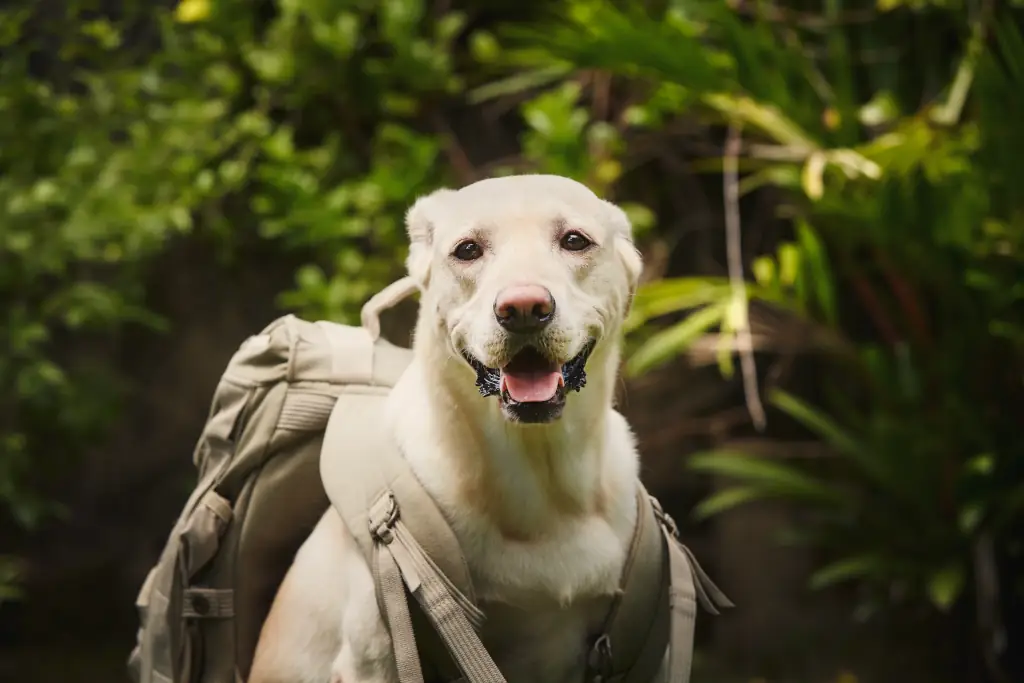 Hund mit Fluchtrucksack für Haustiere, bereit für Notfallsituationen und Krisenvorsorge