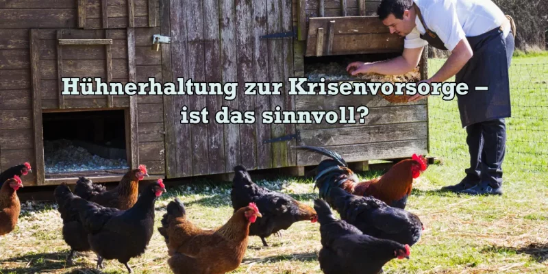 Hühnerhalten zur Krisenvorsorge