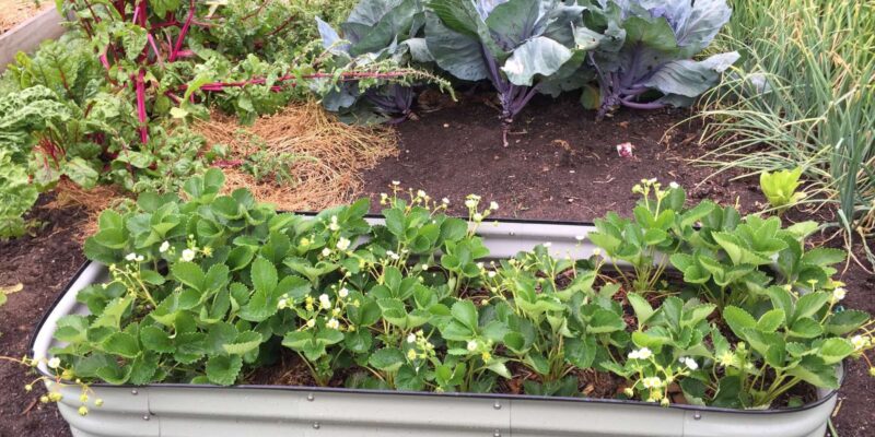 Selbstversorgung in Krisenzeiten: Erst der Vorrat, dann der Garten